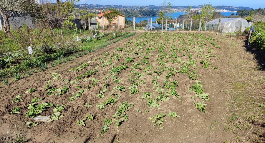 Los jabalíes mantienen en vilo a toda la comarca de Betanzos