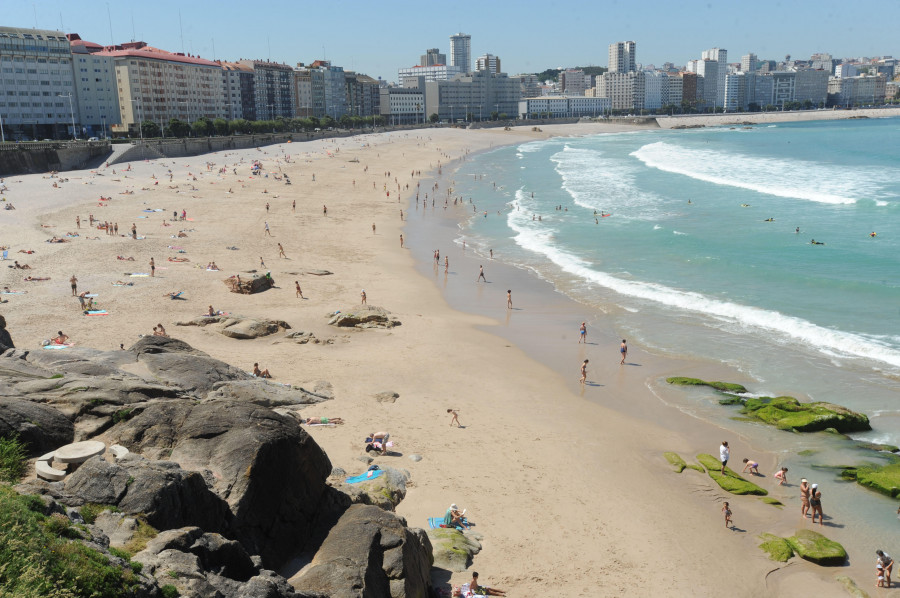 Detectado en A Coruña un caso de ave silvestre afectada por gripe aviar