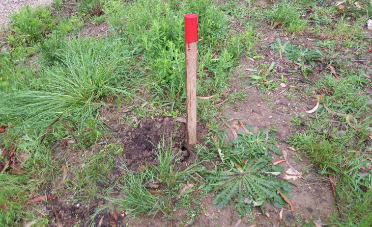 Oleiros denuncia el robo de dos árboles recién plantados en el parque Bosque de Xaz