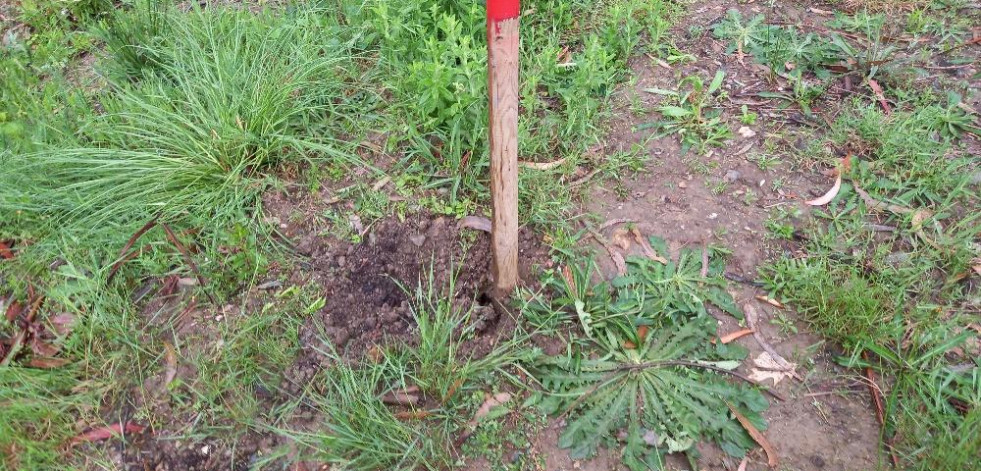 Oleiros denuncia el robo de dos árboles recién plantados en el parque Bosque de Xaz