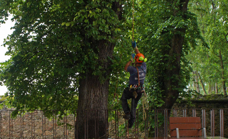 Cae otra gran rama de árbol en la vía pública en Orillamar