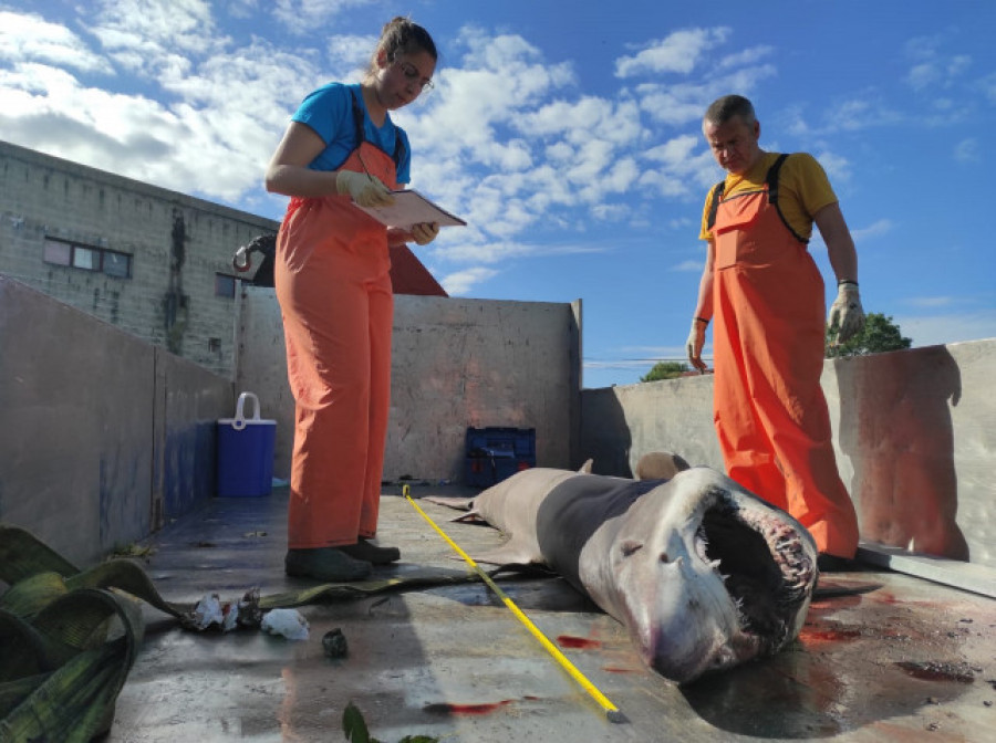 Fallece un tiburón solrayo varado en Vilanova de Arousa y el Cemma le practica la necropsia