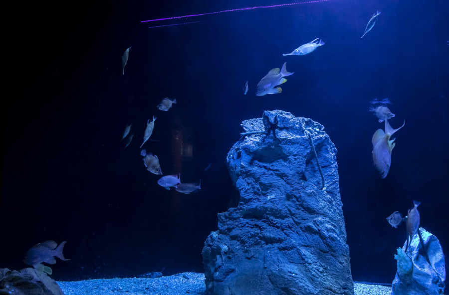 El Aquarium Finisterrae exhibe especies de aguas profundas