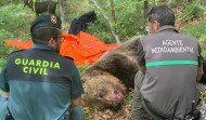 Dos aficionados grabaron la pelea y posterior caída de los dos osos accidentados