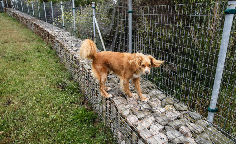 Malestar entre los usuarios del área canina de Bens por su peligrosidad