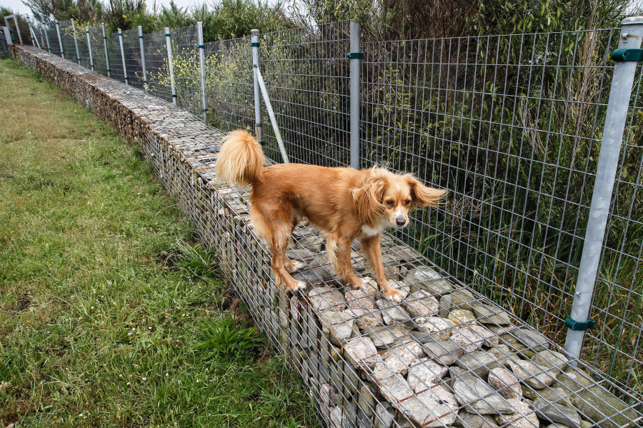 Malestar entre los usuarios del área canina de Bens por su peligrosidad