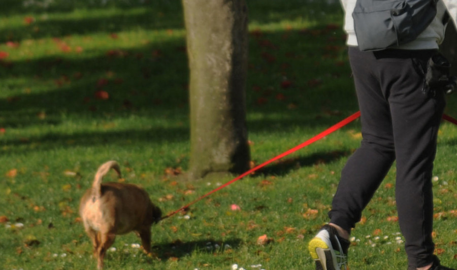 La ciudad y los restos de los perros