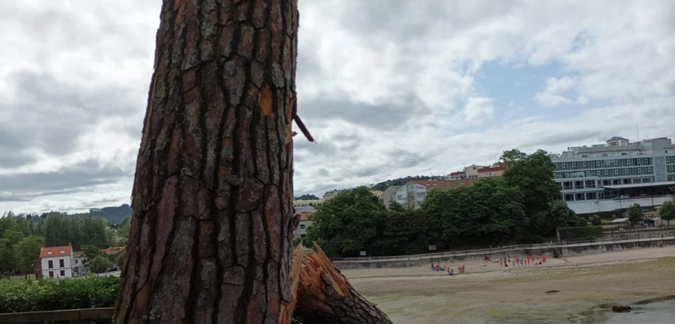 Emerxencias de Oleiros acude a retirar un árbol que se partió en el Castillo de Santa Cruz