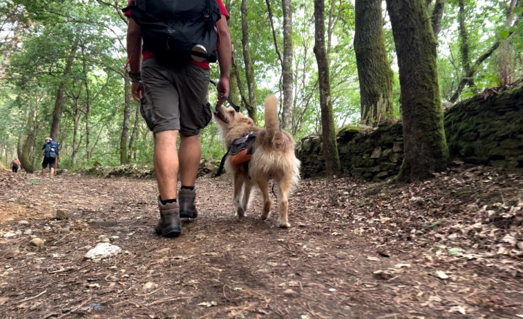 Las rutas xacobeas a cuatro patas: unos 5.000 'perregrinos' hacen el Camino de Santiago cada año