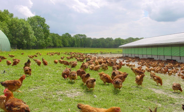 Mueren 5.000 gallinas en una granja cántabra asfixiadas por el extremo calor