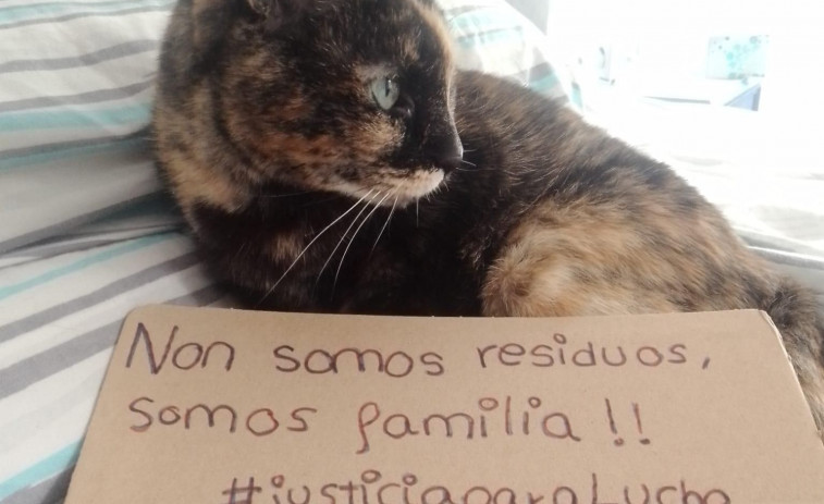 La campaña #YoLucho coge impulso con decenas de fotos de mascotas en busca de justicia