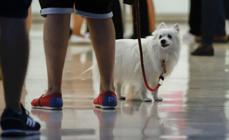 Uno de cada cuatro hogares españoles tiene perro, un animal 