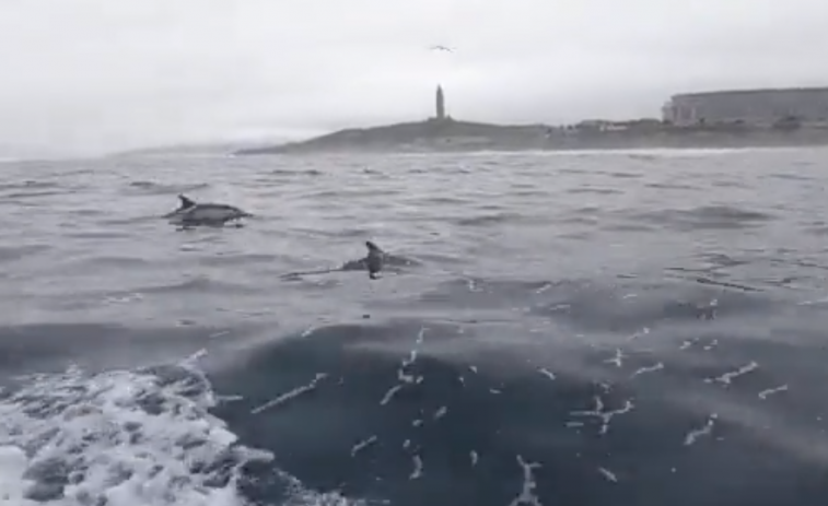 Los bomberos coruñeses navegan con delfines