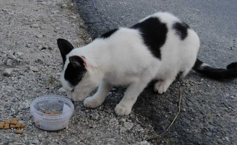 Micos apunta a las carreras ilegales o un asesino de gatos en su denuncia