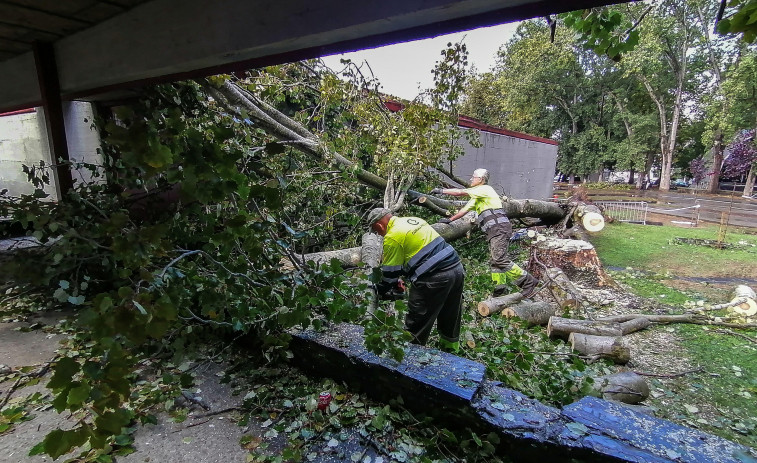 Medio Ambiente somete a examen a los árboles del Barrio de Las Flores