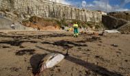 Aparece muerto un delfín en la playa de Matadero