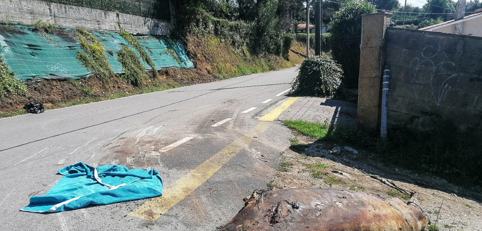 Investigan el origen de un cetáceo que apareció muerto en una carretera de Oleiros