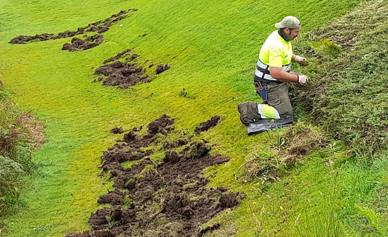 Una piara de jabalíes arrasa desde hace meses el césped del monte de San Pedro