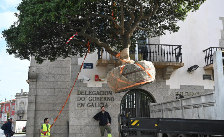 Comienza la mejora del acceso a la nueva entrada del puerto con la retirada de arbustos