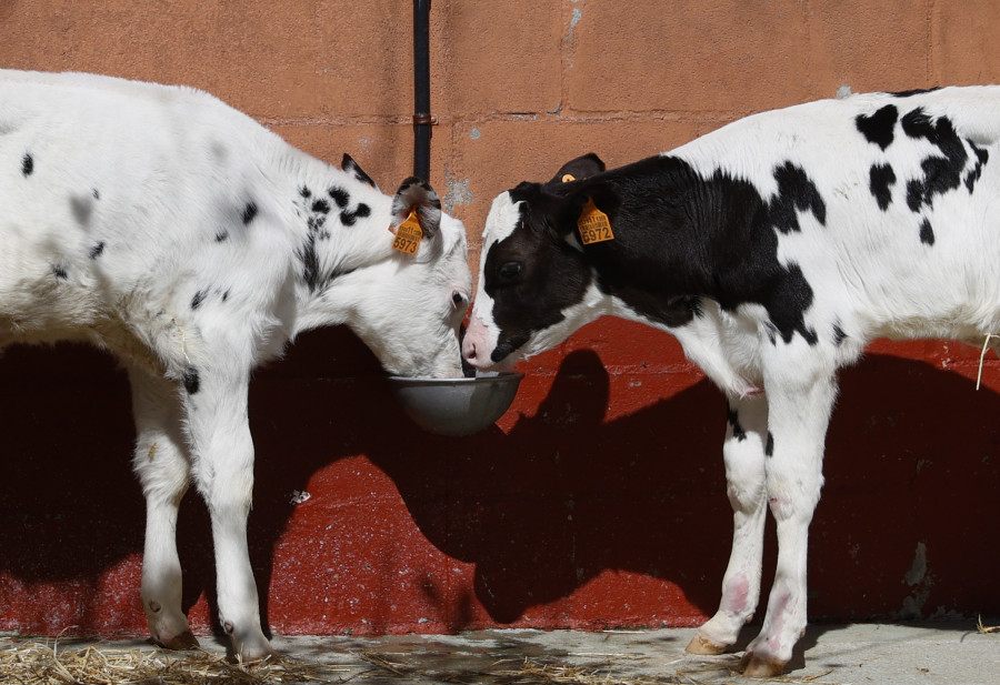 El precio de una vaca para producir leche en Galicia sube un 50%