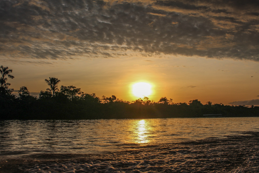 La Amazonía perdió casi el 10% de su vegetación en los últimos 40 años