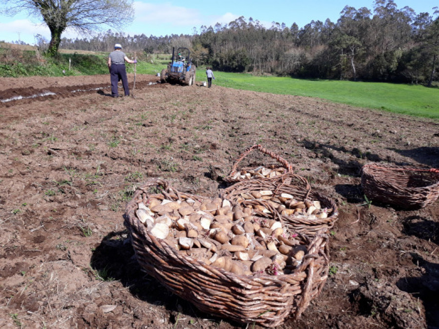 La cosecha de la patata se retrasa por la lluvia en Galicia