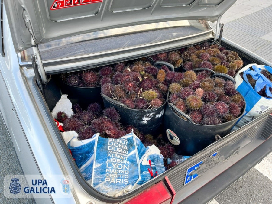 La Policía Autonómica decomisa 162 kilos de erizo a los furtivos coruñeses de O Portiño