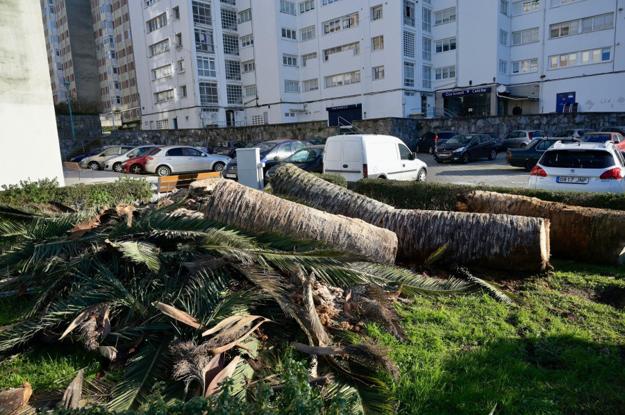 El Barrio de las Flores ganará ocho nuevos árboles tras una intensa labor de saneamiento