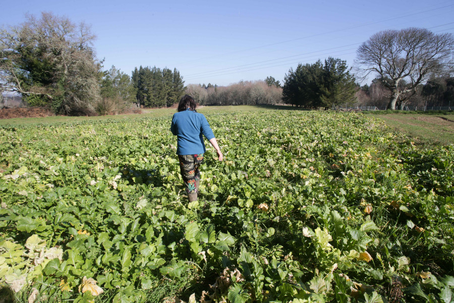 Galicia continuará con máximas superiores a 20 grados este Domingo de Carnaval