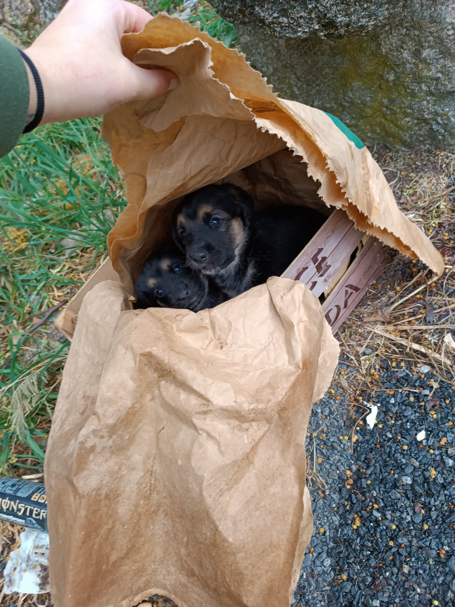 Gatocan pide ayuda para encontrar a quién abandonó a dos cachorros en una bolsa de cereales