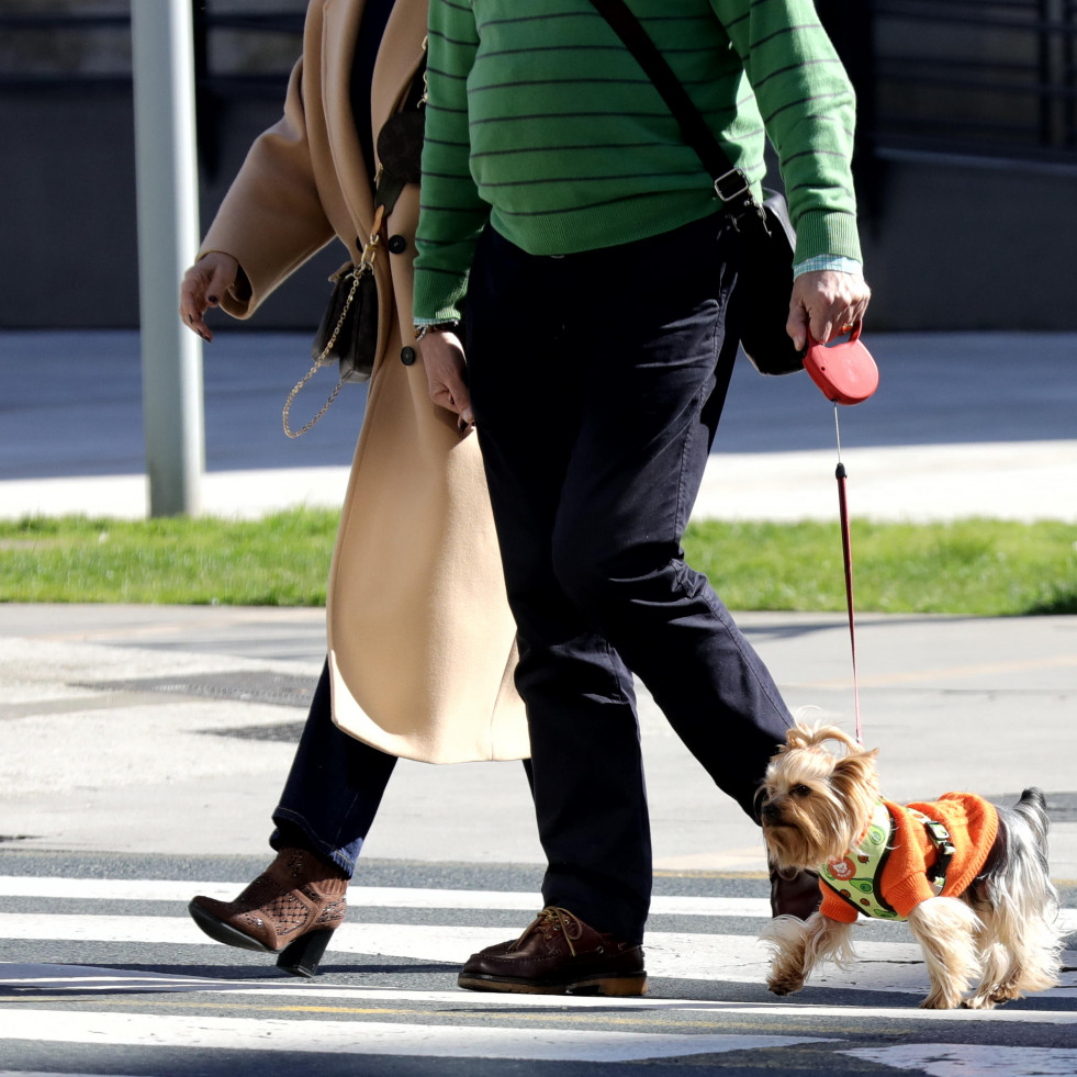 Betanzos emprende una nueva campaña destinada a los dueños de perros