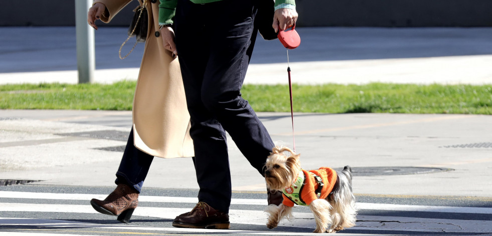 Betanzos emprende una nueva campaña destinada a los dueños de perros