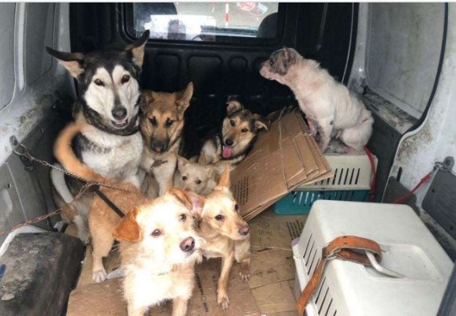 Rescatan en Vigo a siete perros que llevaban cinco días sin comer porque su dueño fue a prisión