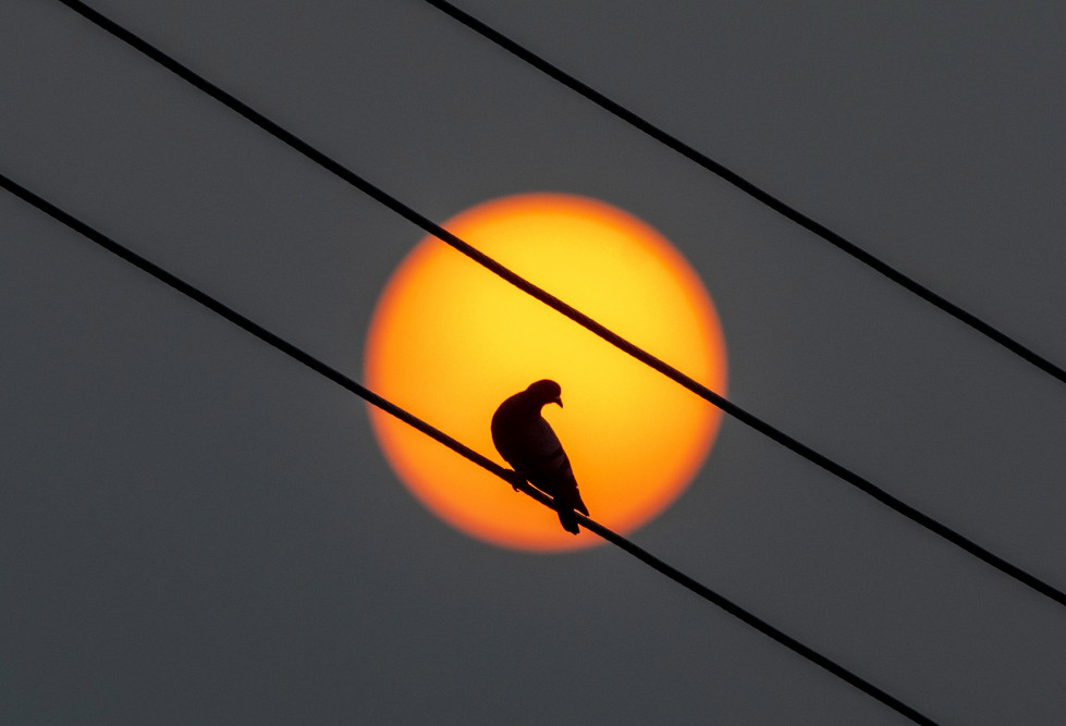 Un pájaro posado en un cable eléctrico