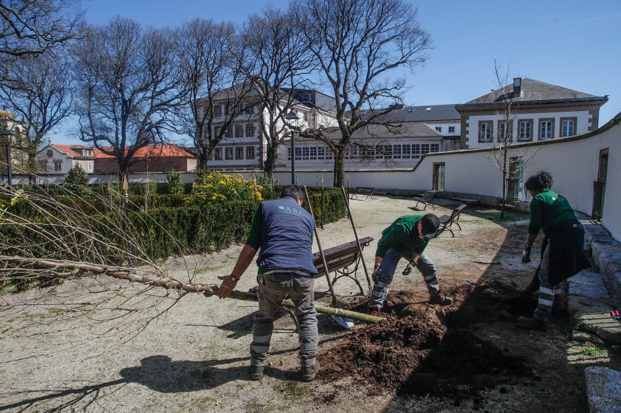 Los jardines de San Carlos de A Coruña reciben su primer olmo resistente a la grafiosis