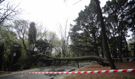 Se desploma un árbol de treinta metros en Santa Margarita