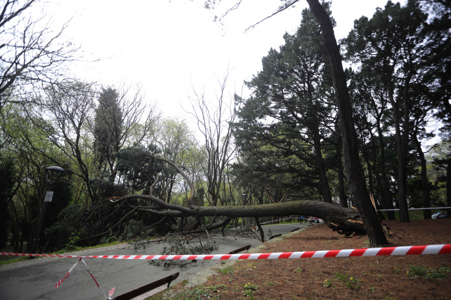 Se desploma un árbol de treinta metros en Santa Margarita