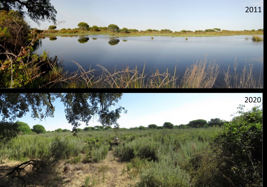 Alertan de que Doñana ha perdido la mitad de sus lagunas