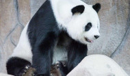 Fallece Lin Hui, el último panda cedido por China que quedaba en Tailandia