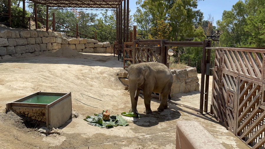 Bogor, el joven ejemplar de elefante asiático, cumple once años en Selwo Aventura