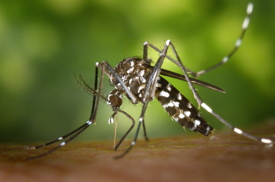 Sanidade confirma que los mosquitos tigre encontrados en Galicia no portan enfermedades