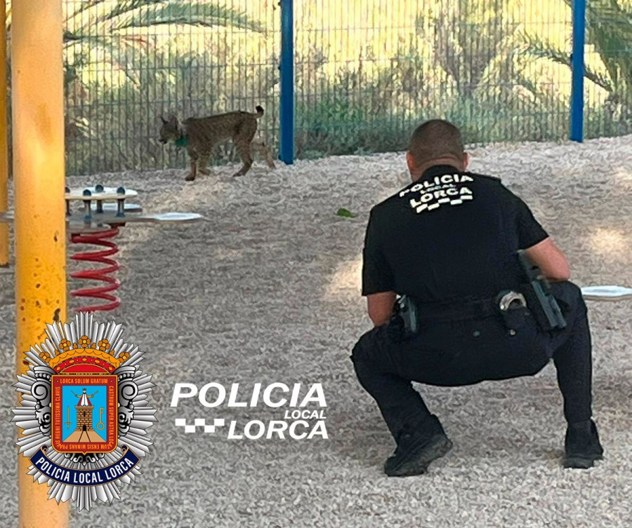 Aparece un lince en el patio de una guardería de Lorca