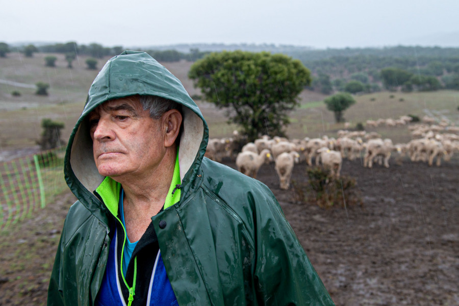 Un trashumante soriano y sus mil ovejas, bloqueados en Ciudad Real por la viruela