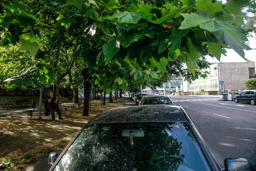 Los árboles de O Ventorrillo se van por las ramas hasta los coches en A Coruña