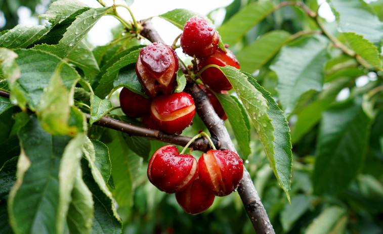 Los productores de cereza de Chantada pierden sus cosechas por las tormentas