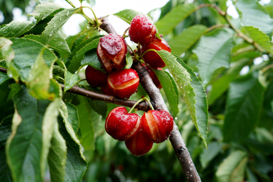 Los productores de cereza de Chantada pierden sus cosechas por las tormentas