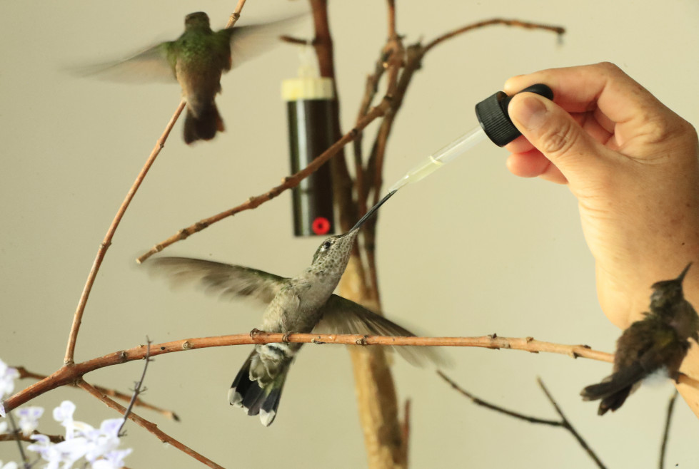 Colibríes @efe