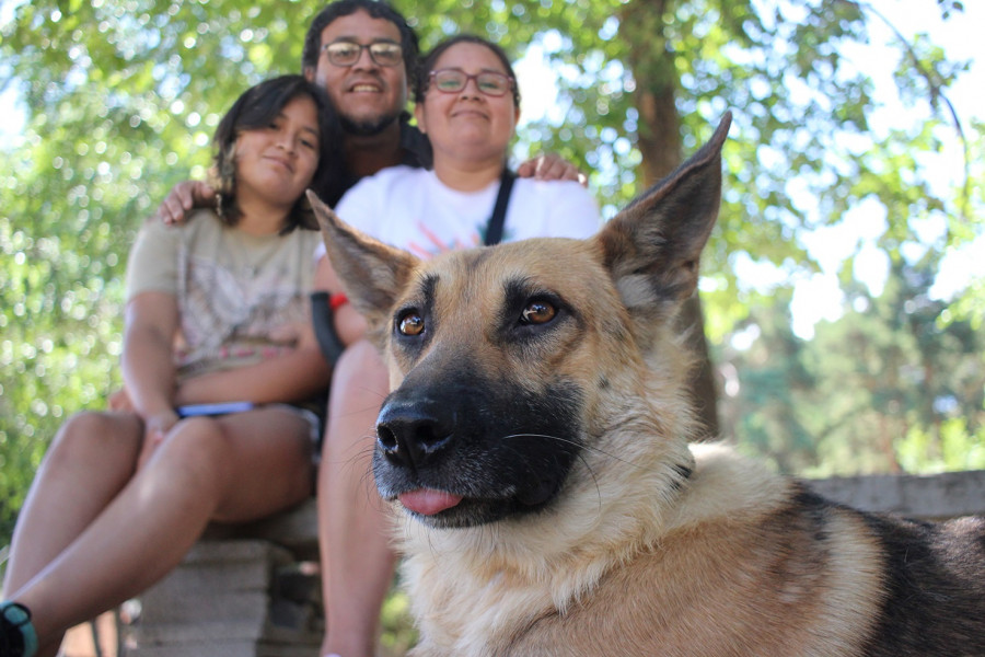 Nawall, el perro rescatado medio degollado, encuentra un nuevo hogar