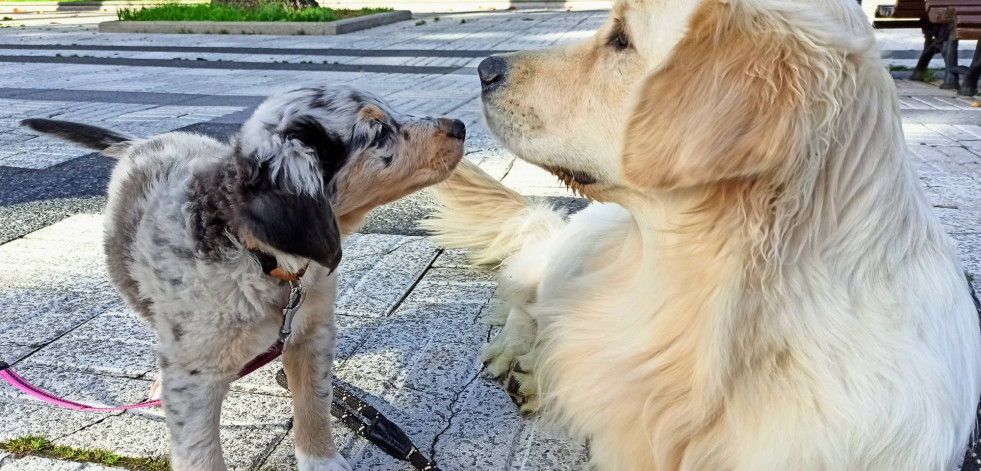 Candamin, adiestramiento canino de primer nivel en A Coruña