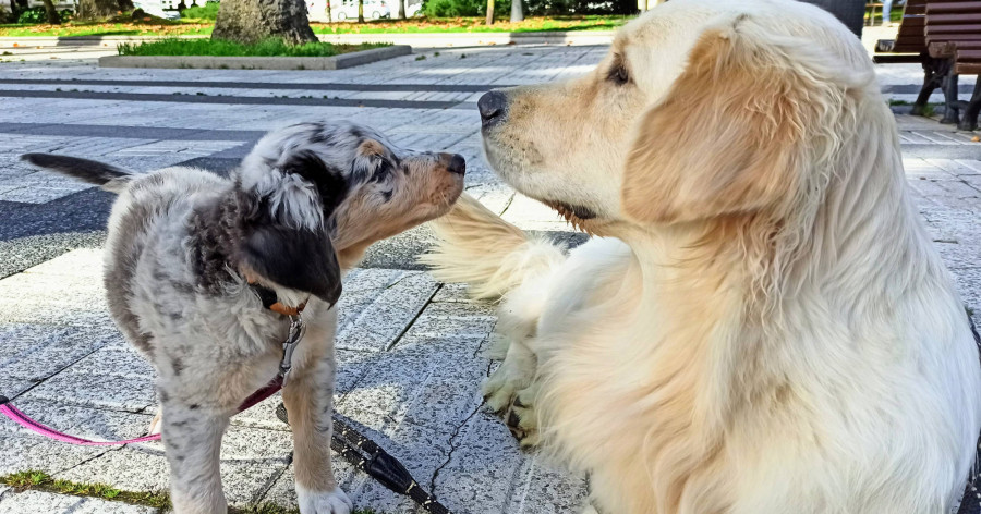 Candamin, adiestramiento canino de primer nivel en A Coruña